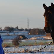 DSP Epos's Royal Classic 