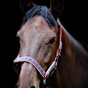 Holstener Britta (Brit)