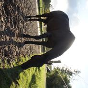 Dansk Varmblod Karoline halsnæs