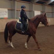 DSP Savannah amour ( låne pony )