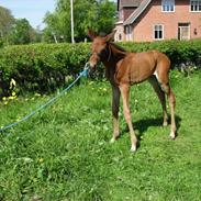 Holstener Britta (Brit)