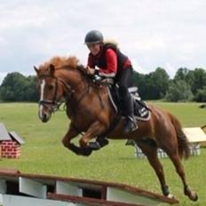 Tysk Sportspony Conny Walker