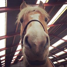 Tyroler Haflinger Nolle 