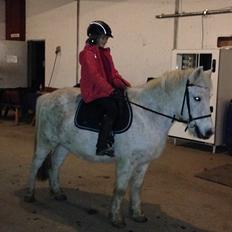 Anden særlig race Jumping Victory