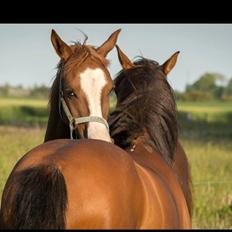 Arabisk fuldblod (OX) Tamson