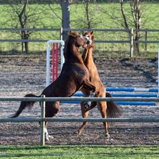 Arabisk fuldblod (OX) Tamson