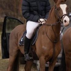 Arabisk fuldblod (OX) Tamson