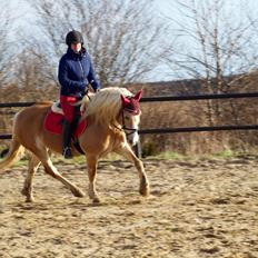 Haflinger Rascitta