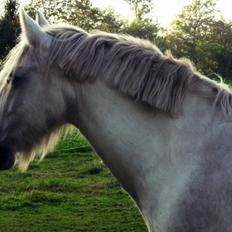 Irish Cob Tøsen