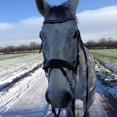 Hollandsk Varmblod Hoplita