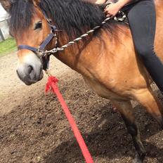 Gotlandsruss Kieron KL