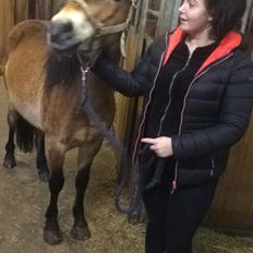 Gotlandsruss Alessio M