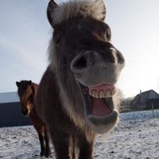 Islænder Embla torupgård