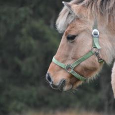 Fjordhest Tulle