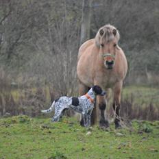 Fjordhest Tulle