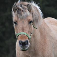 Fjordhest Tulle