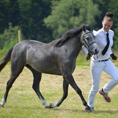 Welsh Pony (sec B) Bjerregårds Casia