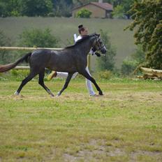 Welsh Pony (sec B) Bjerregårds Casia