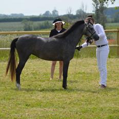 Welsh Pony (sec B) Bjerregårds Casia