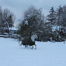 DSP Holmgaards dalí