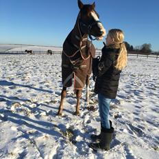 Hollandsk Sportspony Narco Van De Beekerheide