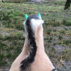 Fjordhest Lina Vinstrup 2