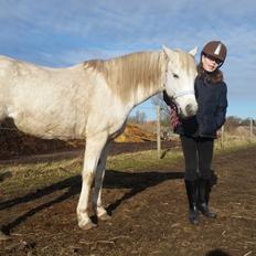 Welsh Pony (sec B) loulou maegaard