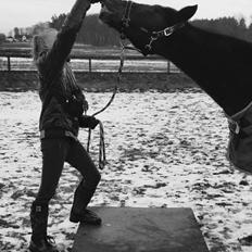 Anden særlig race Beauty (himmelhest)