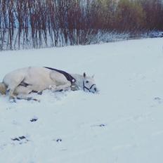 Anden særlig race Amadeus