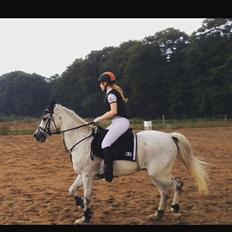 Anden særlig race Amadeus