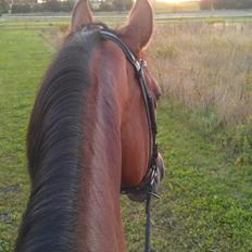 Dansk Varmblod Nora iv