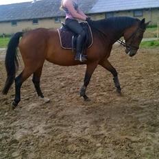 Oldenborg Horsmarks Unella