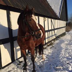 Anden særlig race Bakkegårds Sikita