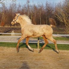 Palomino Hedegaards fair annabell
