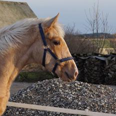 Palomino Hedegaards fair annabell