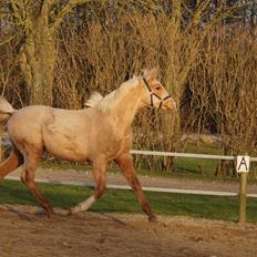 Palomino Hedegaards fair annabell