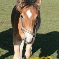 Anden særlig race April