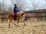 Haflinger Rascitta