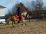 Haflinger Rascitta