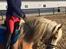 Haflinger Rascitta