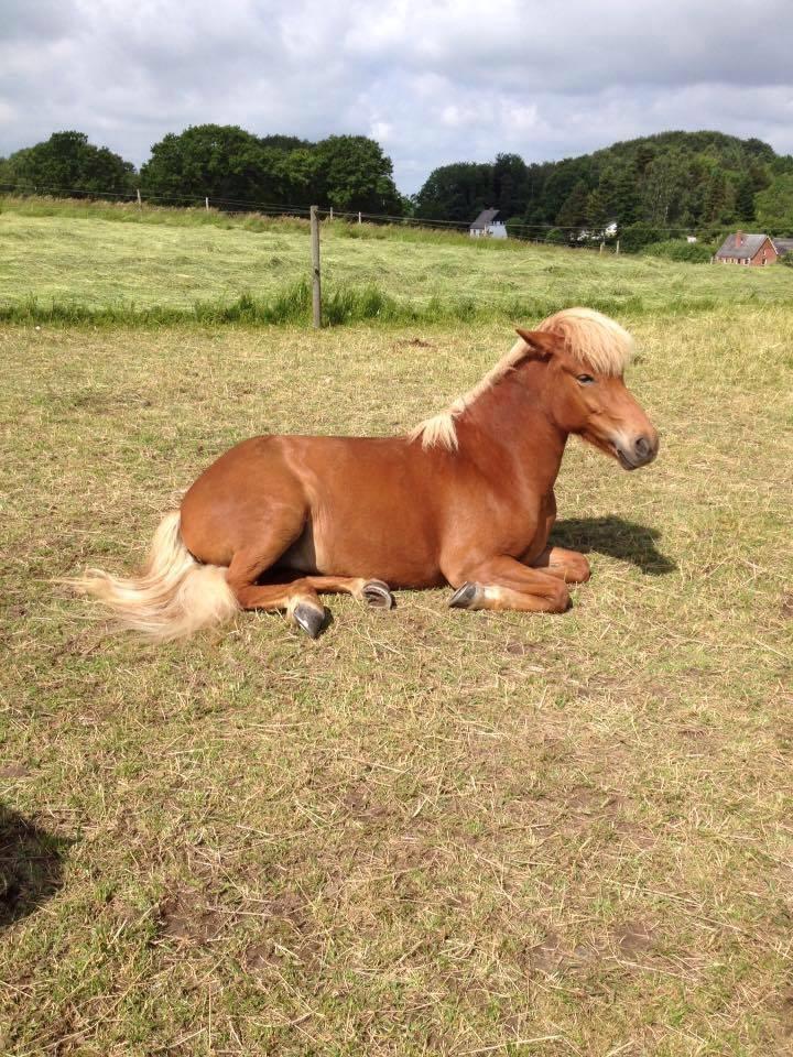 Islænder Rönja fra Ravnstrup billede 9