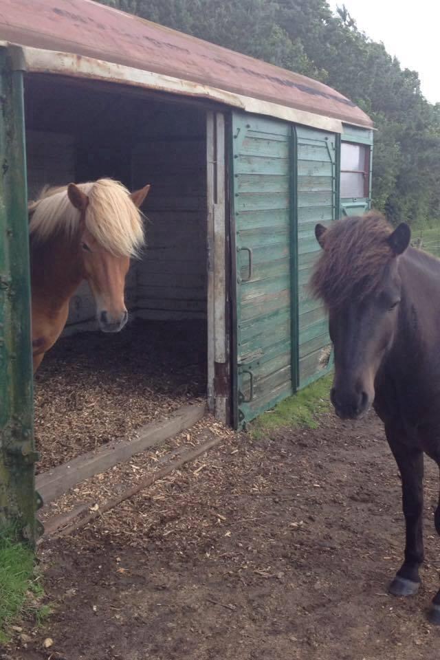 Islænder Rönja fra Ravnstrup billede 11