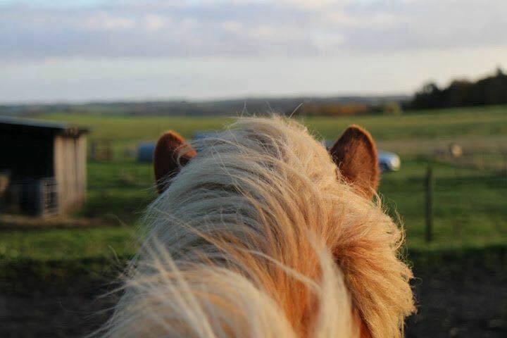 Islænder Rönja fra Ravnstrup billede 12