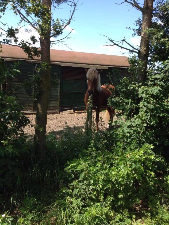 Islænder Rönja fra Ravnstrup billede 10