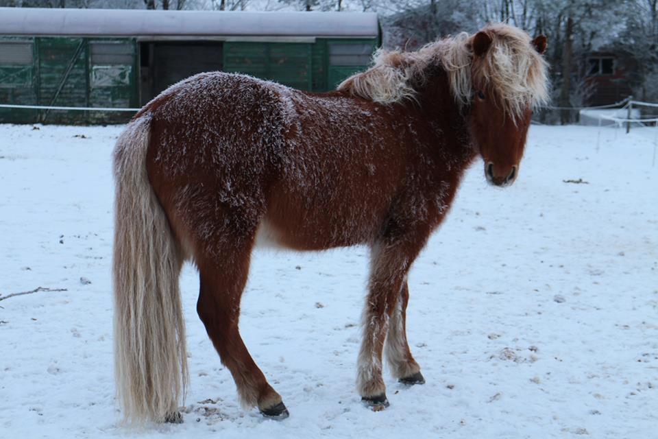 Islænder Rönja fra Ravnstrup billede 14