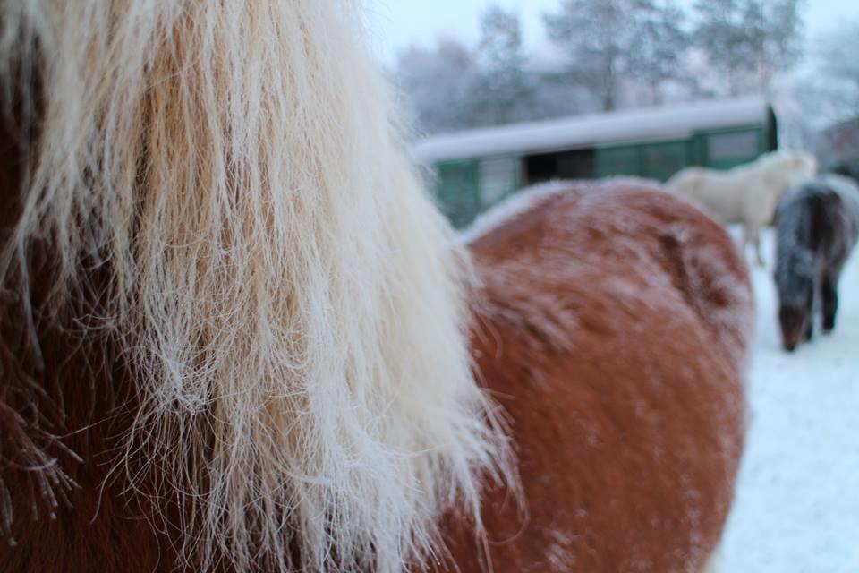 Islænder Rönja fra Ravnstrup billede 15