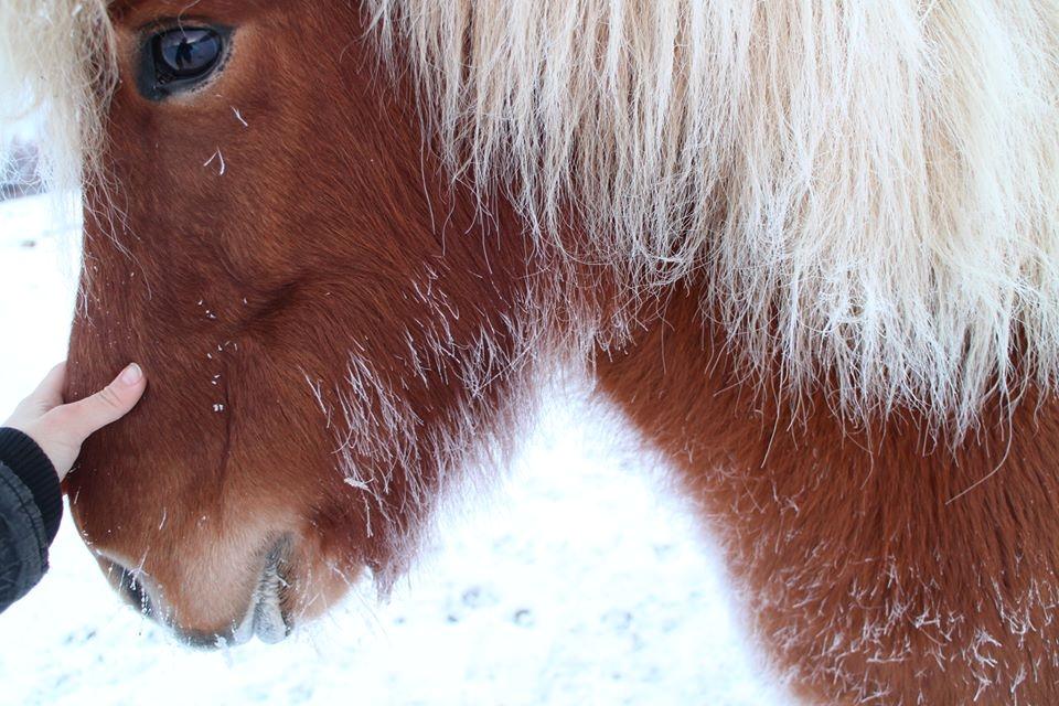 Islænder Rönja fra Ravnstrup billede 16