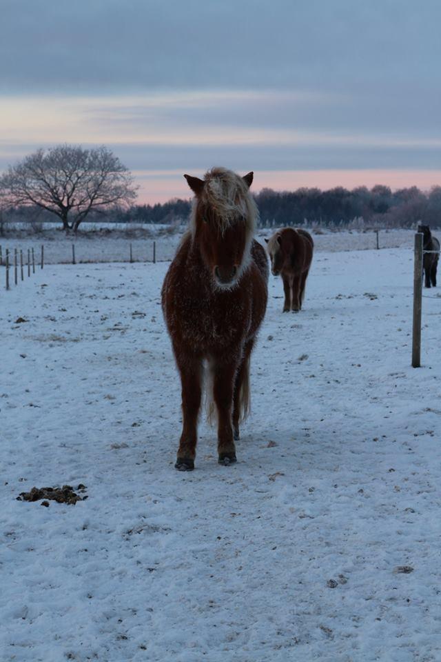 Islænder Rönja fra Ravnstrup billede 18