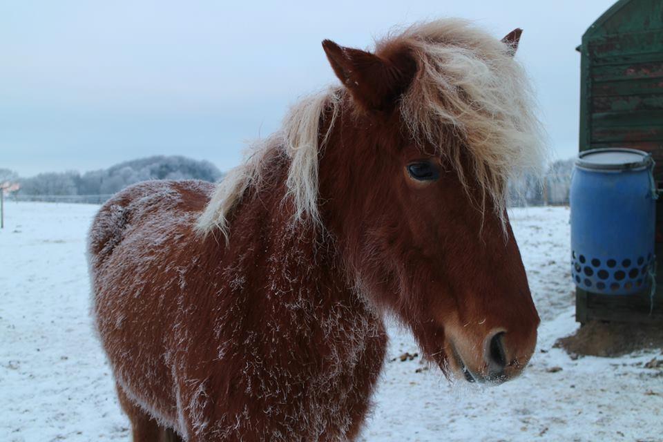 Islænder Rönja fra Ravnstrup billede 17
