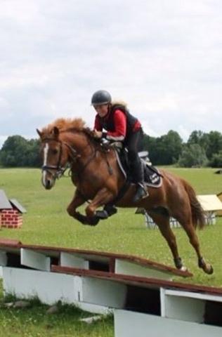 Tysk Sportspony Conny Walker billede 2